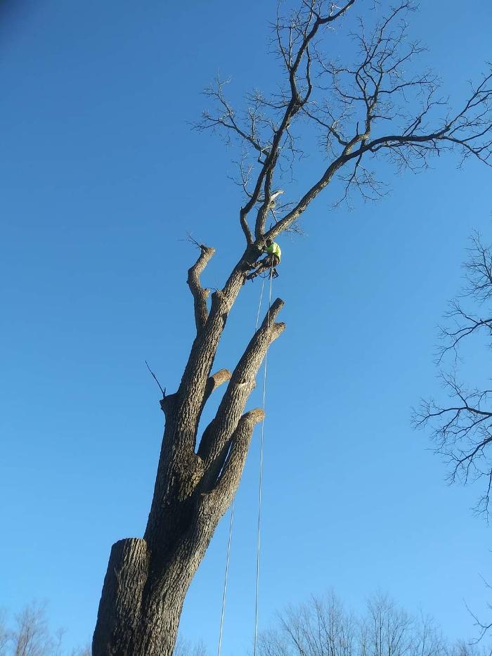 Limb -A-Way Tree Care - Richmond, IN