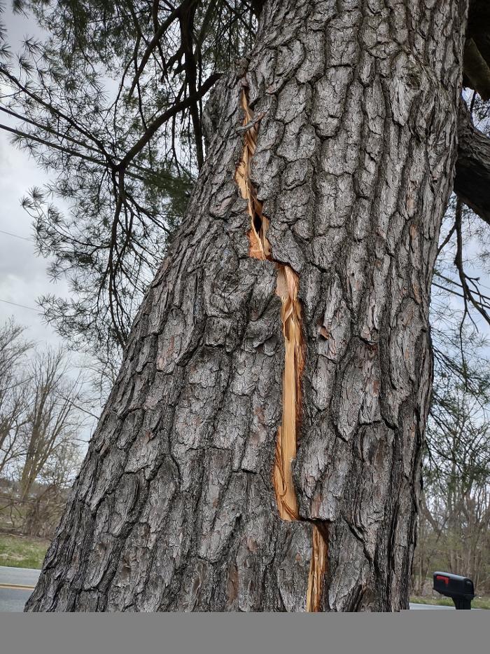 Limb -A-Way Tree Care - Richmond, IN