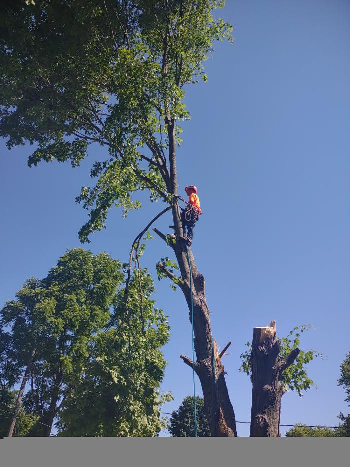 Limb -A-Way Tree Care - Richmond, IN