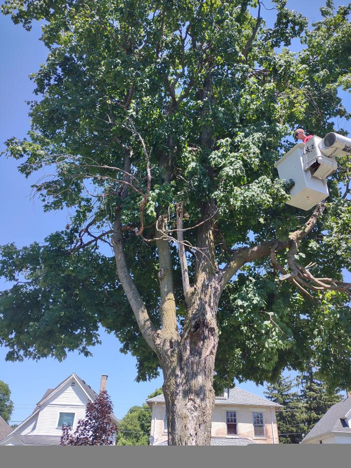 Limb -A-Way Tree Care - Richmond, IN
