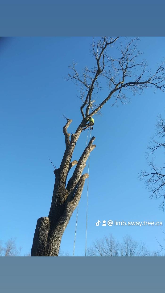 Limb -A-Way Tree Care - Richmond, IN