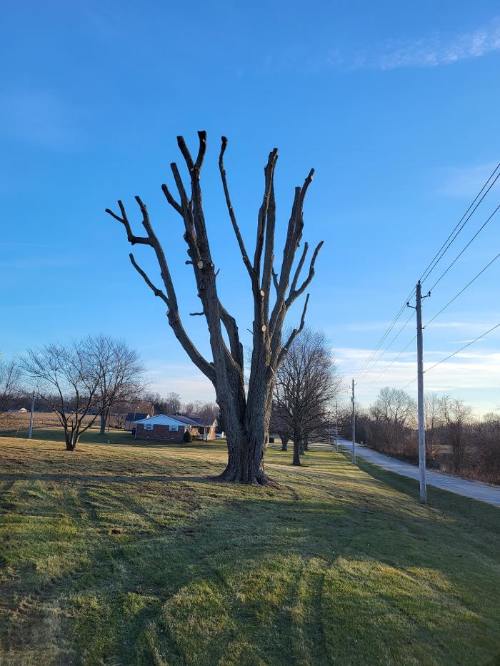 Limb -A-Way Tree Care - Richmond, IN