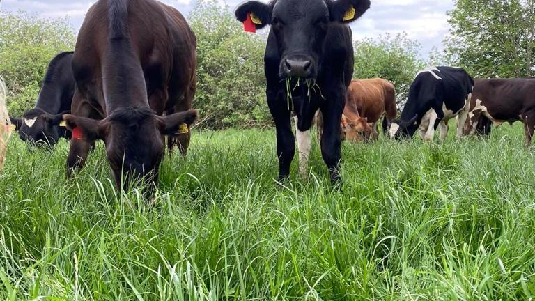 RÖMER BEEF | Metzgerei & Catering in Nürnberg, Von-der-Tann-Straße in Nürnberg