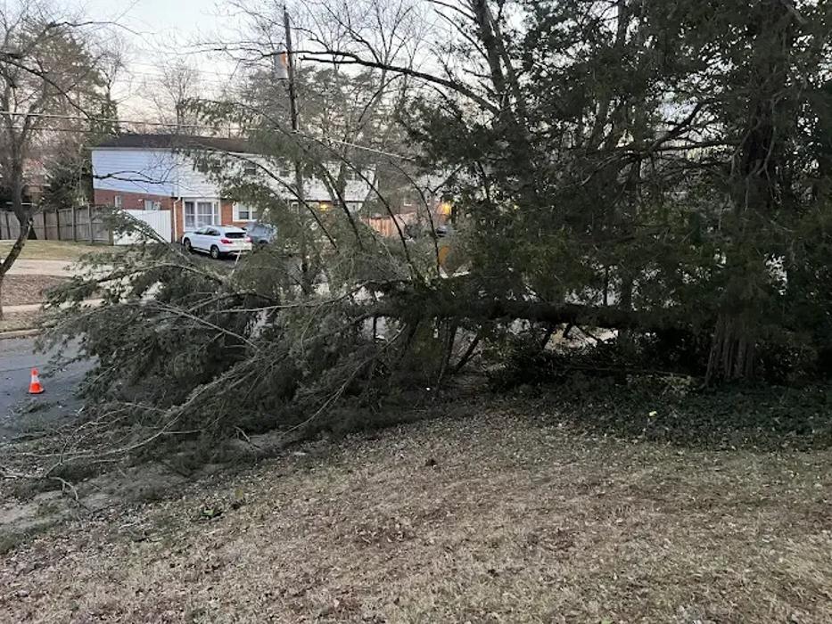 Ellis Tree & Outdoor Services LLC - Culpeper, VA