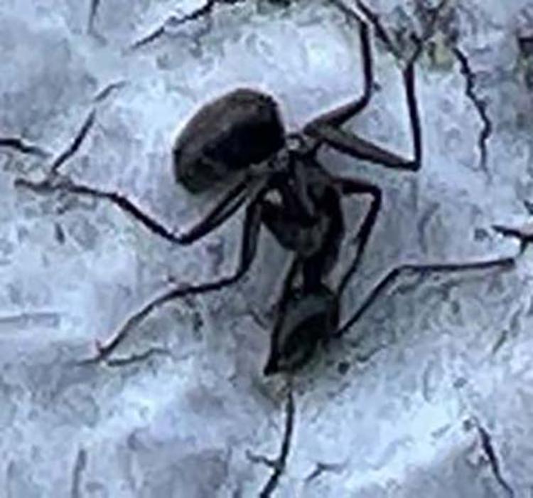 United Pest Exterminator - Croton on Hudson, NY