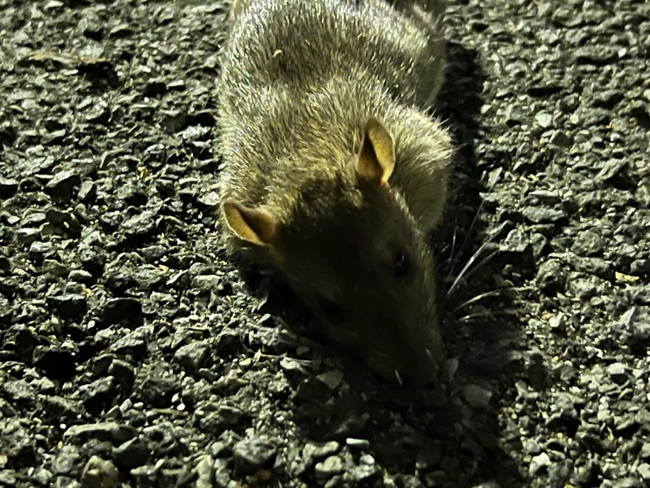 United Pest Exterminator - Croton on Hudson, NY