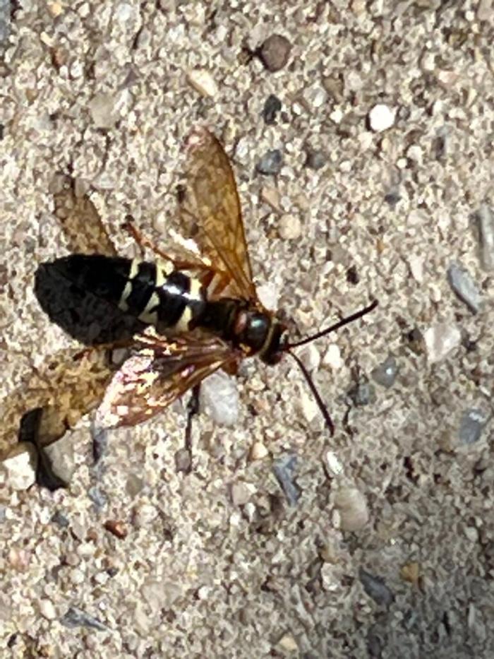 United Pest Exterminator - Croton on Hudson, NY