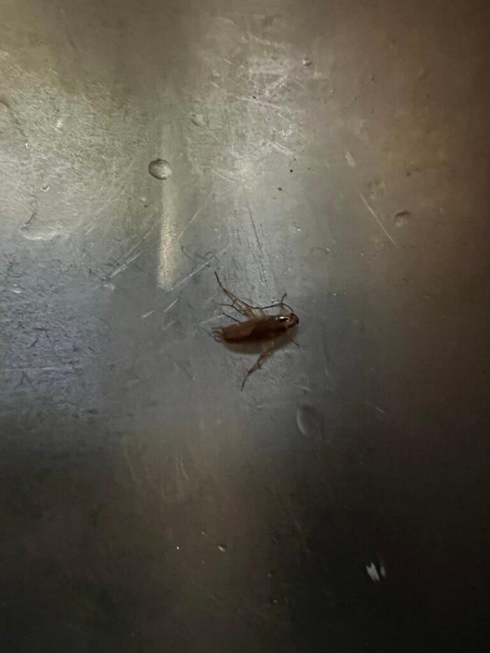 United Pest Exterminator - Croton on Hudson, NY