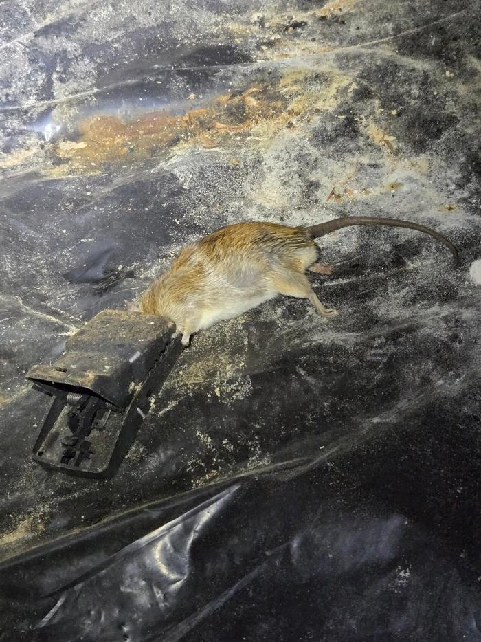 Dave's Deadbug LLC - Hillsboro, OR