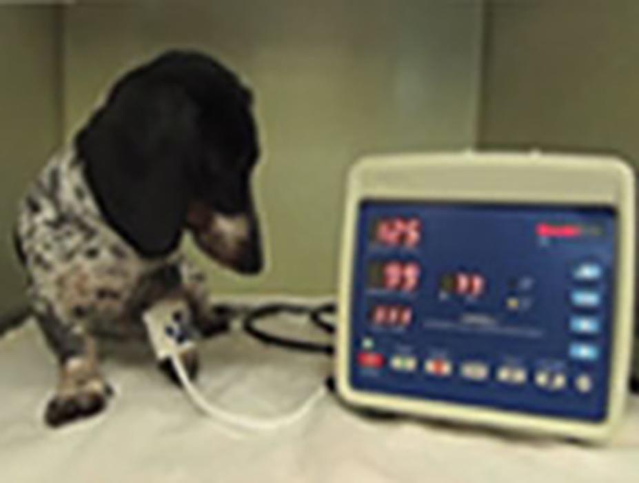 River Oaks Animal Hospital