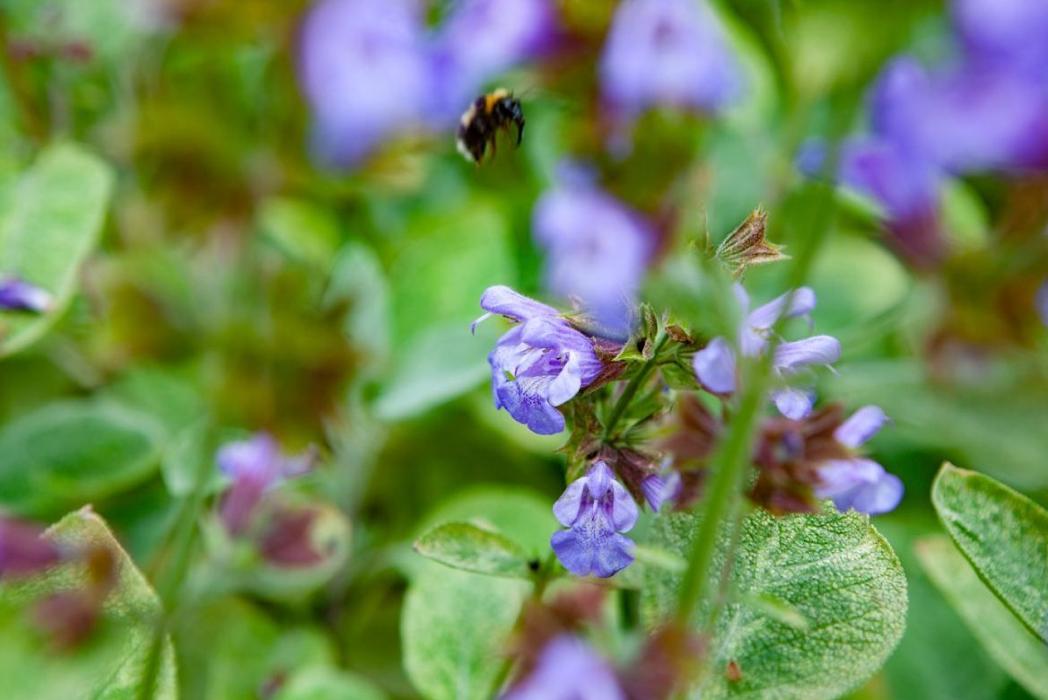 Steiner Garten-, Landschaftsbau GmbH, Baselstrasse in Münchenstein