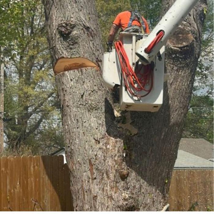 B & C Tree Service - Delavan, IL