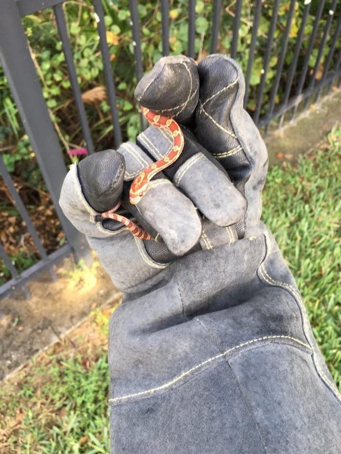 Critter Control - Peachtree City, GA