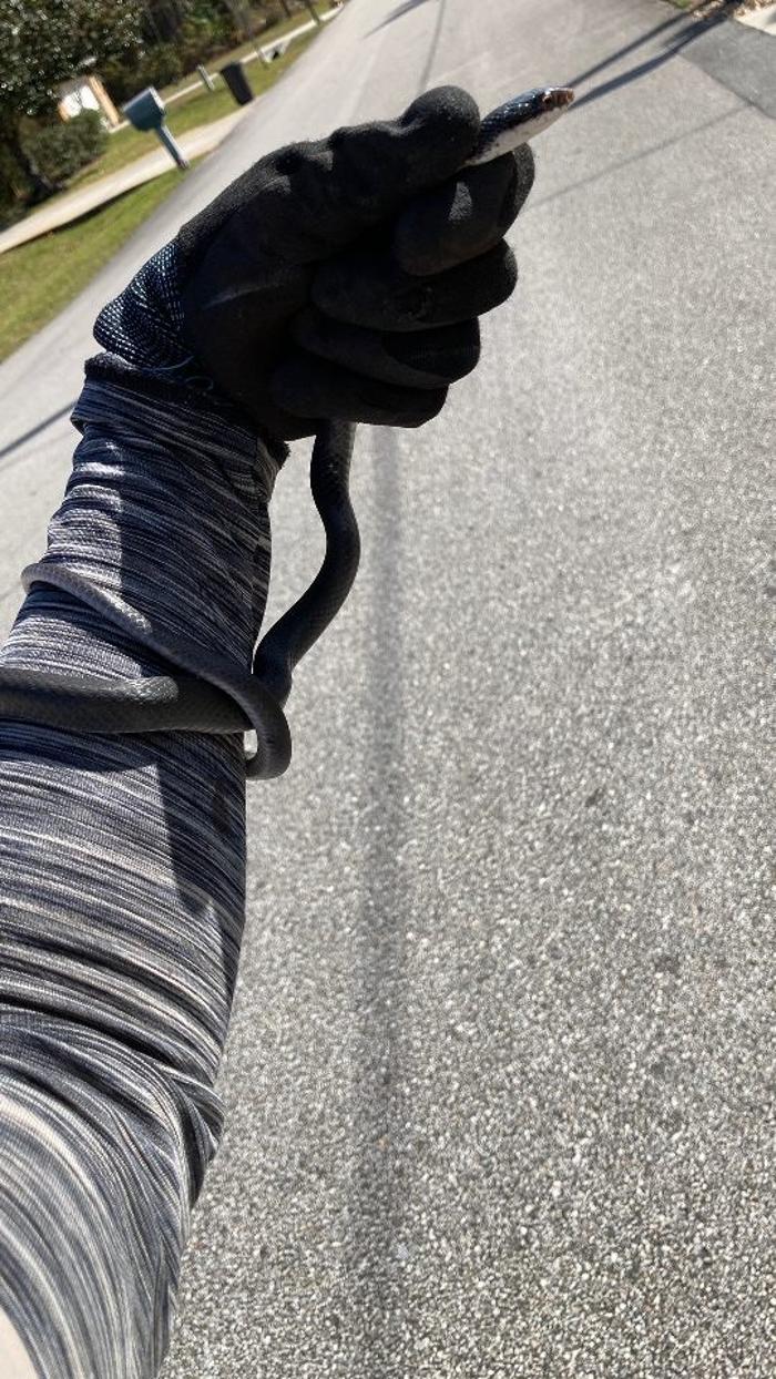 Critter Control - Peachtree City, GA