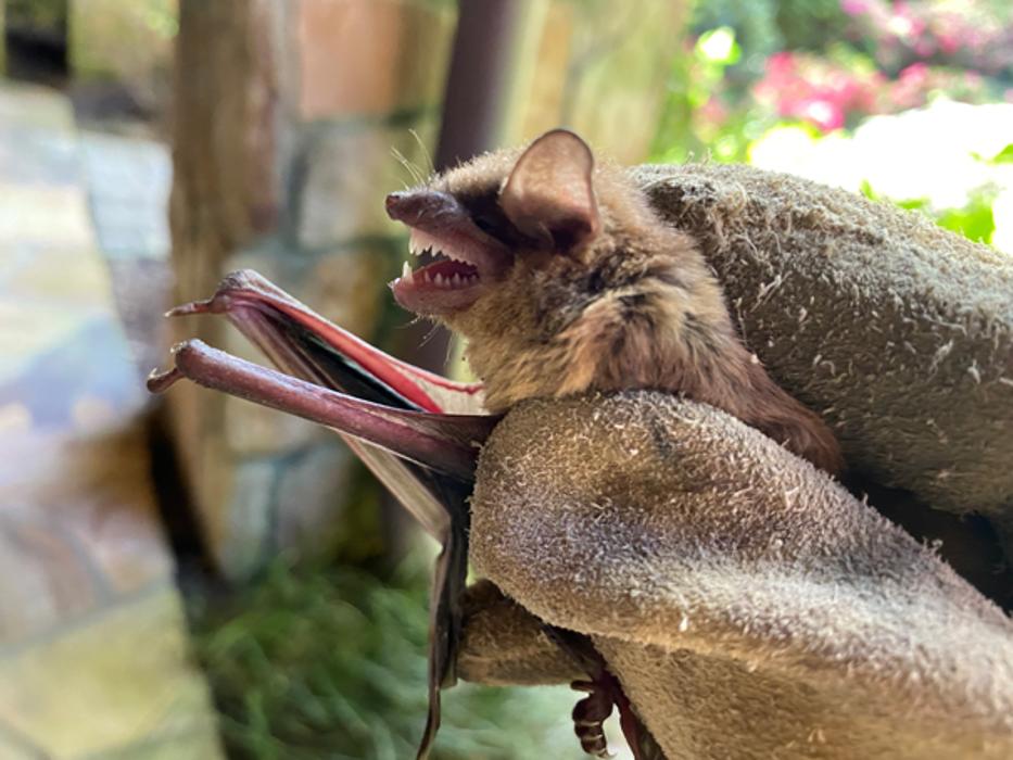 Critter Control - Peachtree City, GA