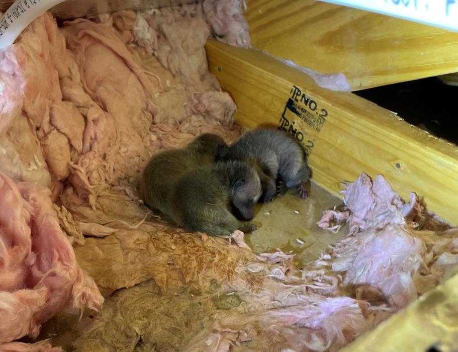 Critter Control - Peachtree City, GA