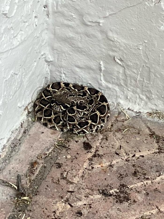 Critter Control - Peachtree City, GA