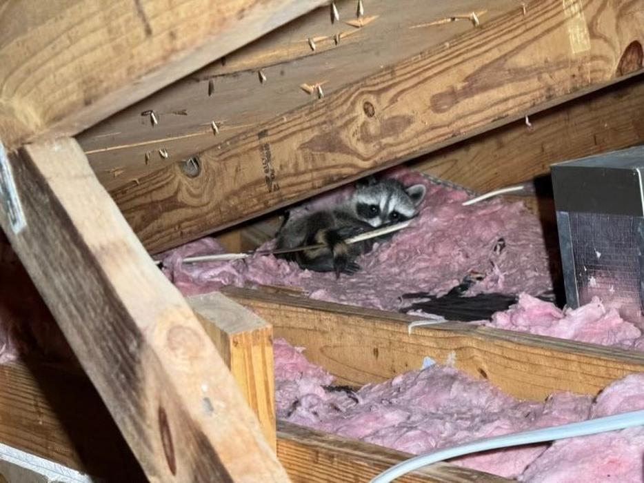 Critter Control - McDonough, GA