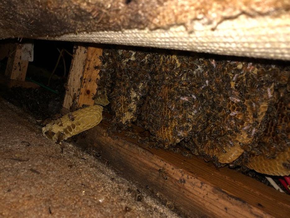 Critter Control - McDonough, GA