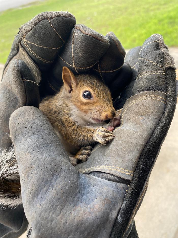 Critter Control - McDonough, GA