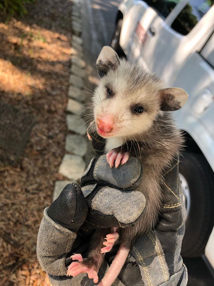 Critter Control - McDonough, GA