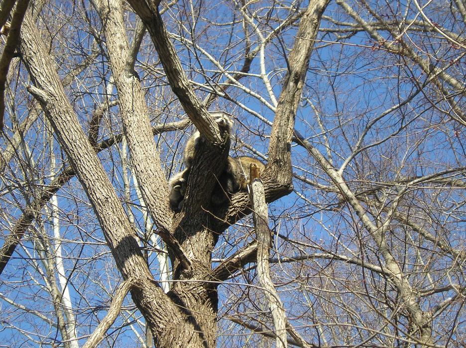 Critter Control - McDonough, GA