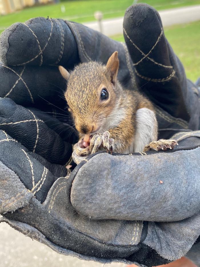 Critter Control - McDonough, GA