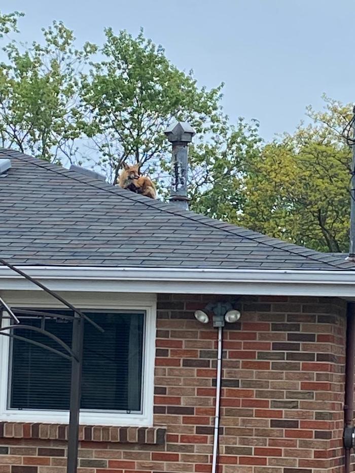 Critter Control - McDonough, GA