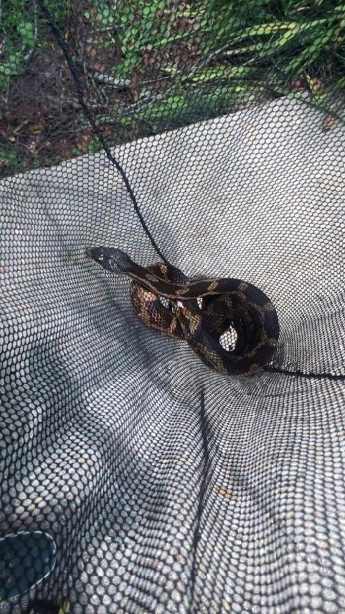 Critter Control - McDonough, GA