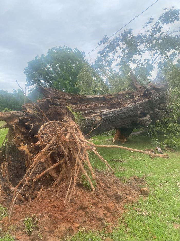 CRC Stump and Tree - Doyline, LA