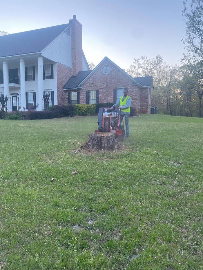 CRC Stump and Tree - Doyline, LA