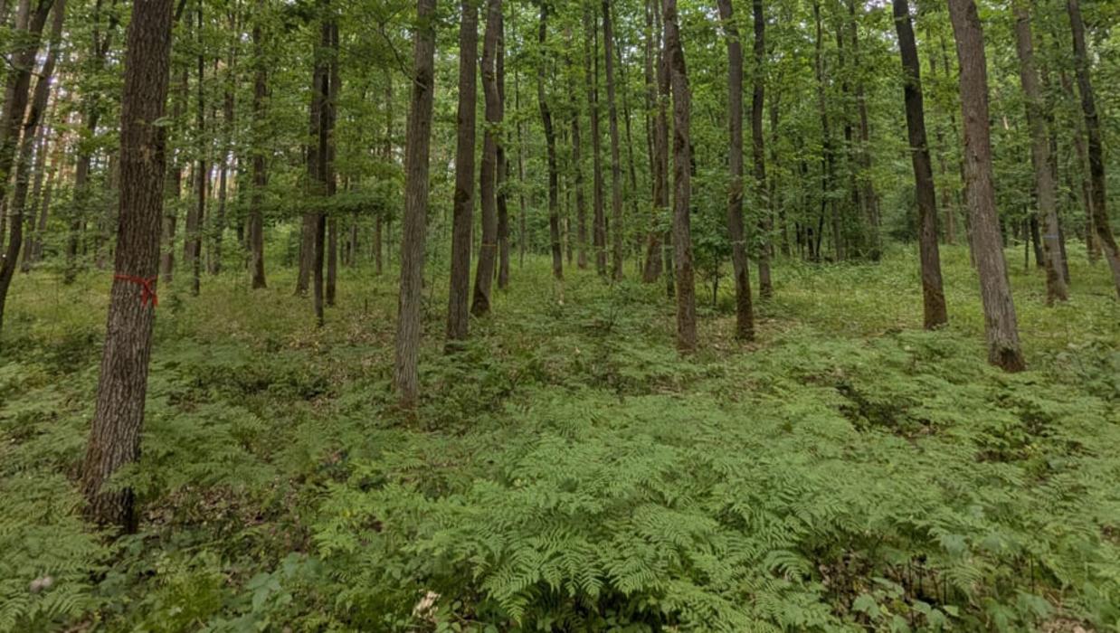 FriedWald Oberkrämer, Wansdorfer Chaussee in Oberkrämer