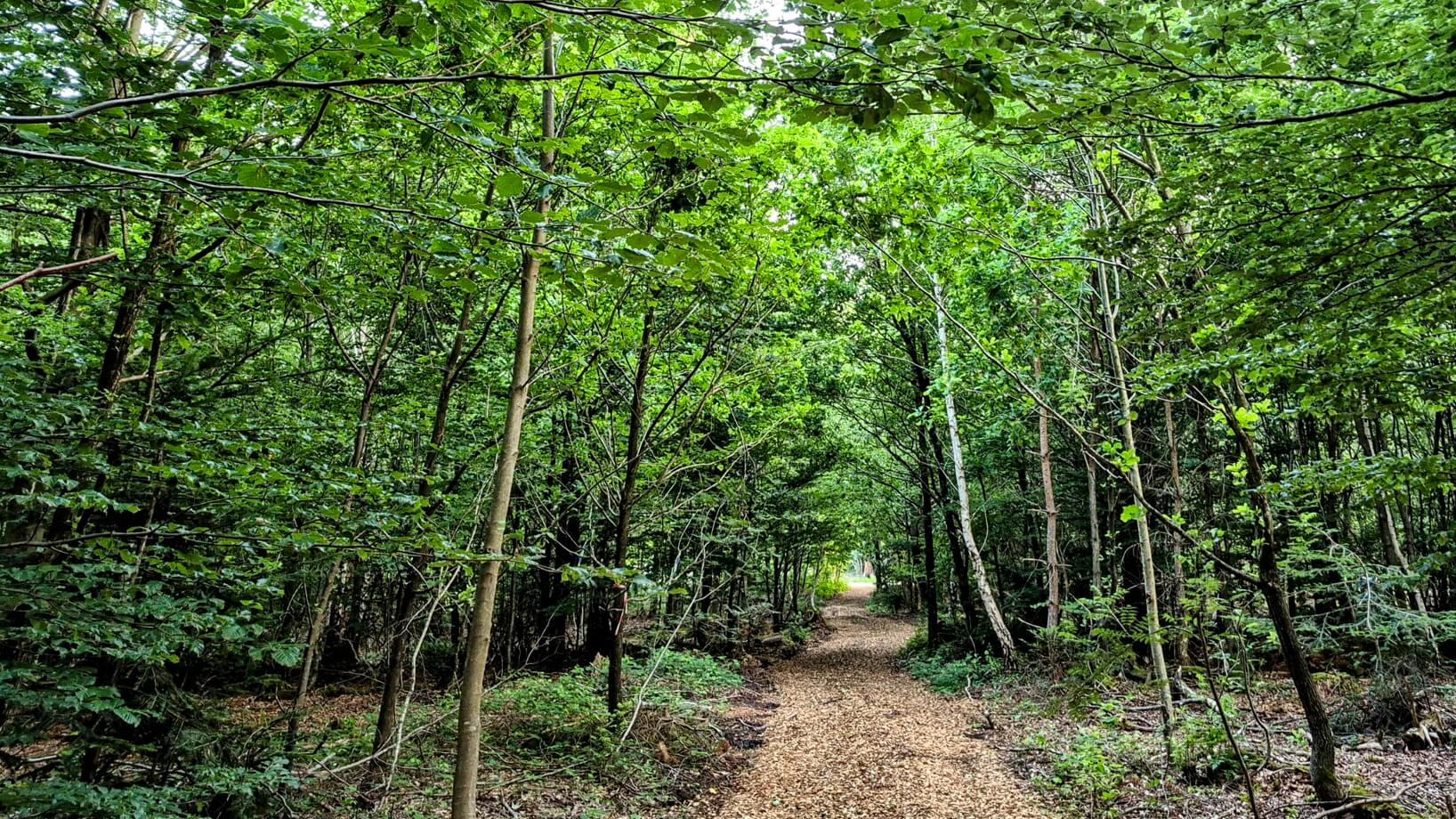 FriedWald Friolzheim, Wimsheimer Straße in Tiefenbronn