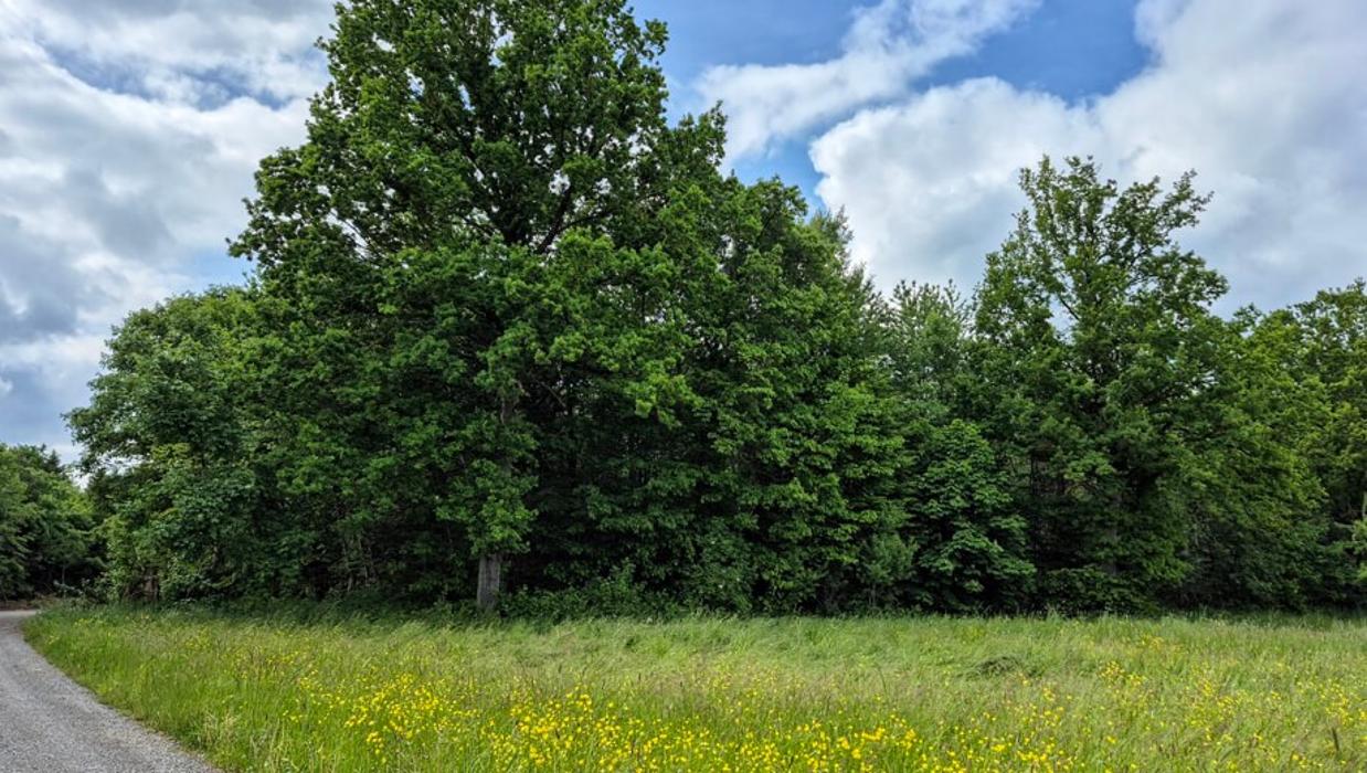 FriedWald Friolzheim, Wimsheimer Straße in Tiefenbronn
