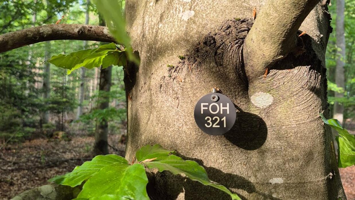 FriedWald Friolzheim, Wimsheimer Straße in Tiefenbronn