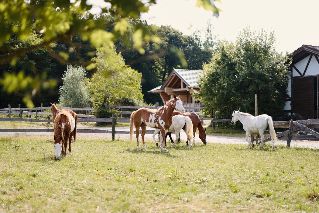 Naturresort Gerbehof Biohotel, Gerbehof in Friedrichshafen
