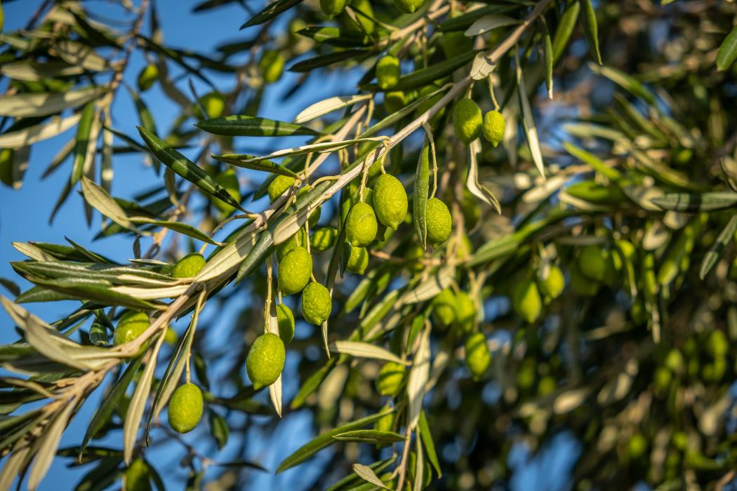 KlirOliveOil, Ulmenweg in Mauerstetten