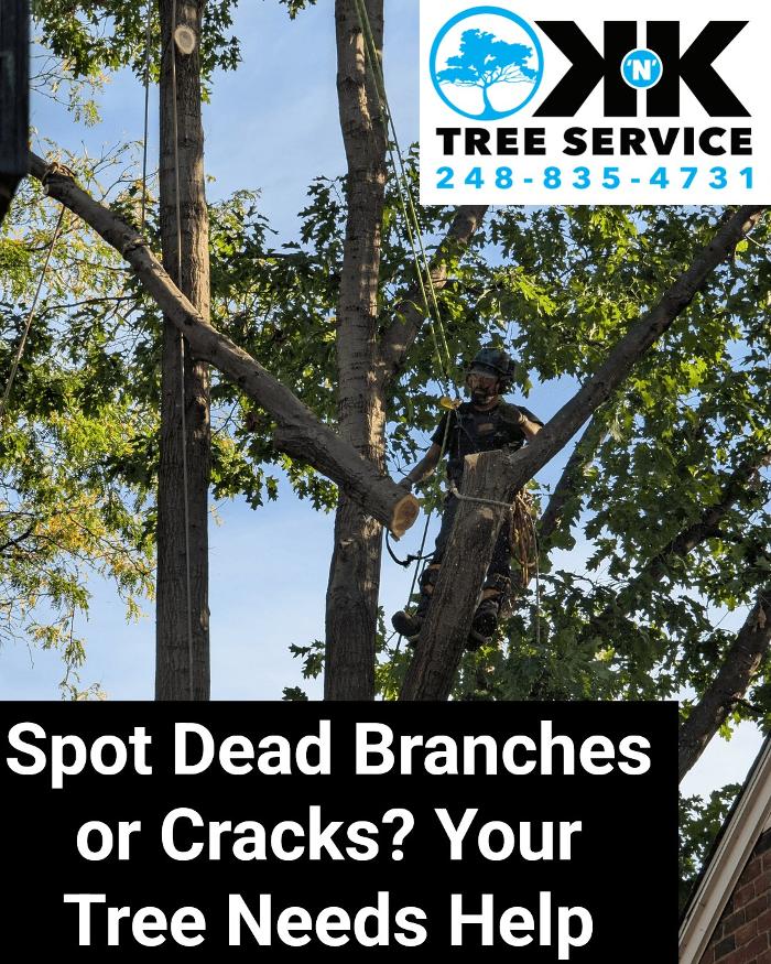 K N K Tree Service, LLC Image