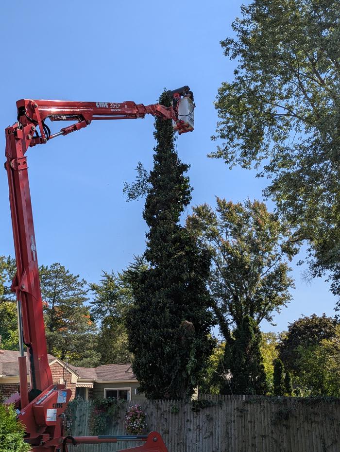 K N K Tree Service, LLC Image