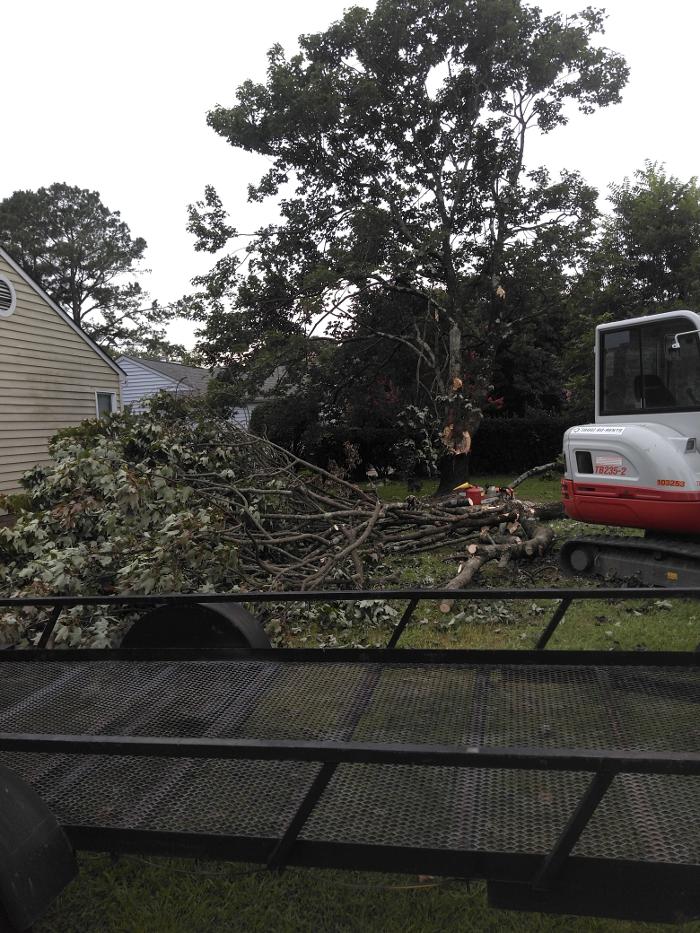 East Coast Trimmers Tree Service LLC Image