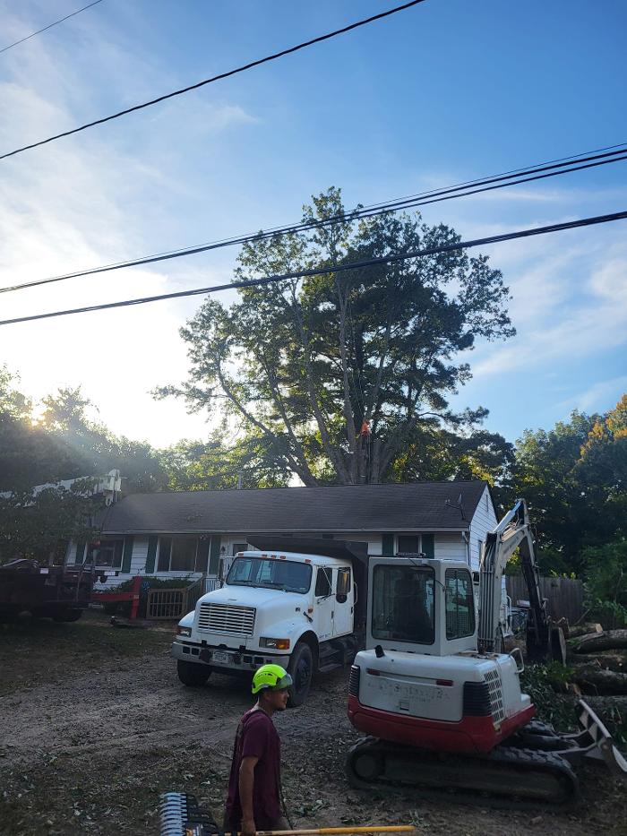 East Coast Trimmers Tree Service LLC Image