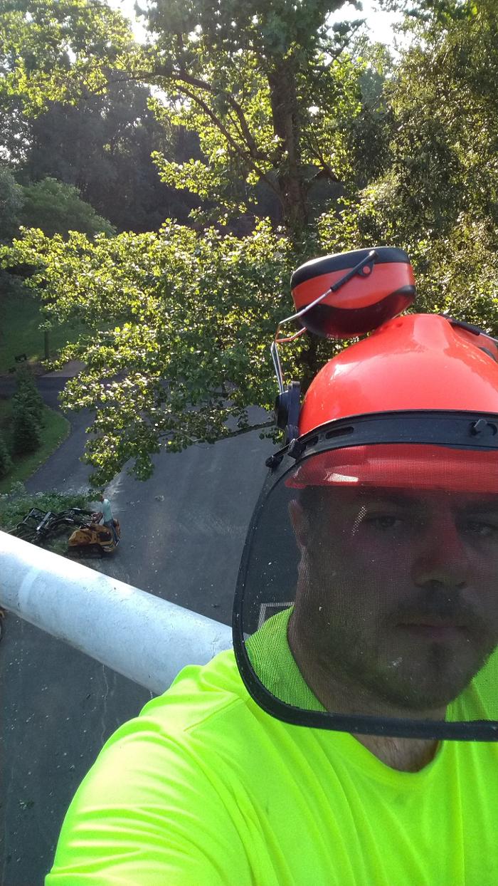 East Coast Trimmers Tree Service LLC Image