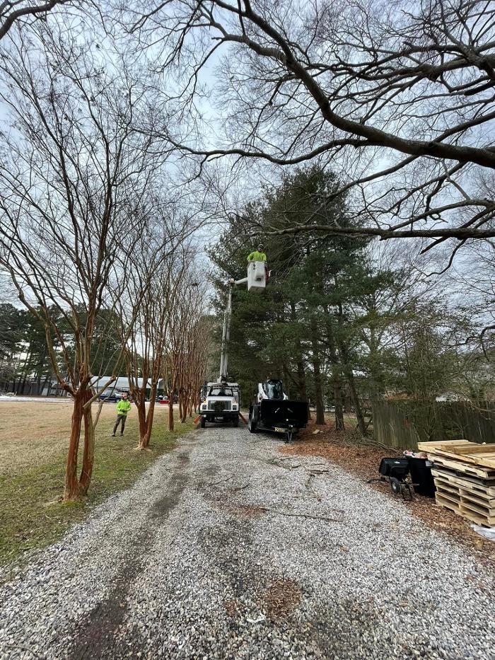 East Coast Trimmers Tree Service LLC Image