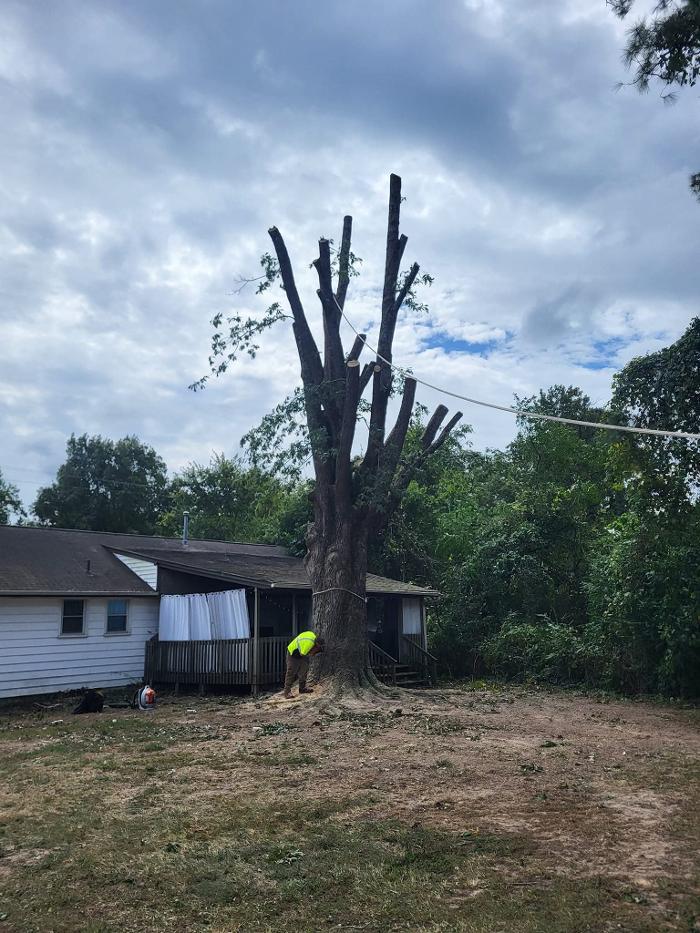 East Coast Trimmers Tree Service LLC Image