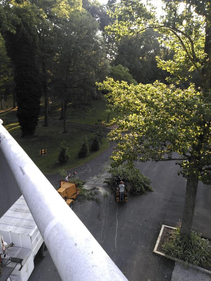 East Coast Trimmers Tree Service LLC Image