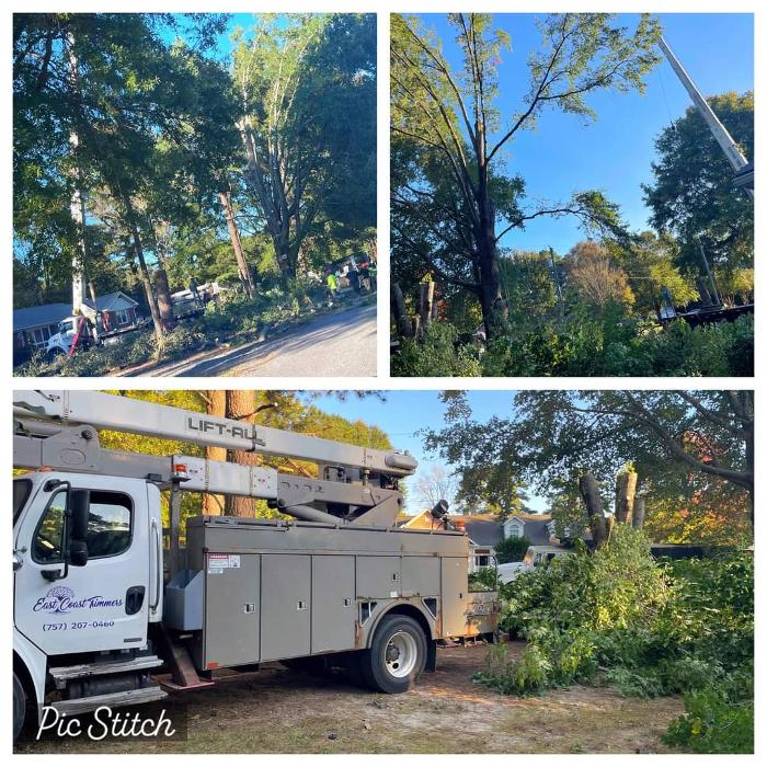 East Coast Trimmers Tree Service LLC Image