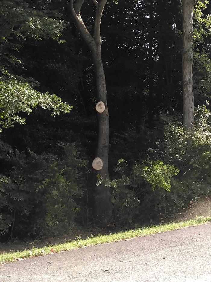 East Coast Trimmers Tree Service LLC Image