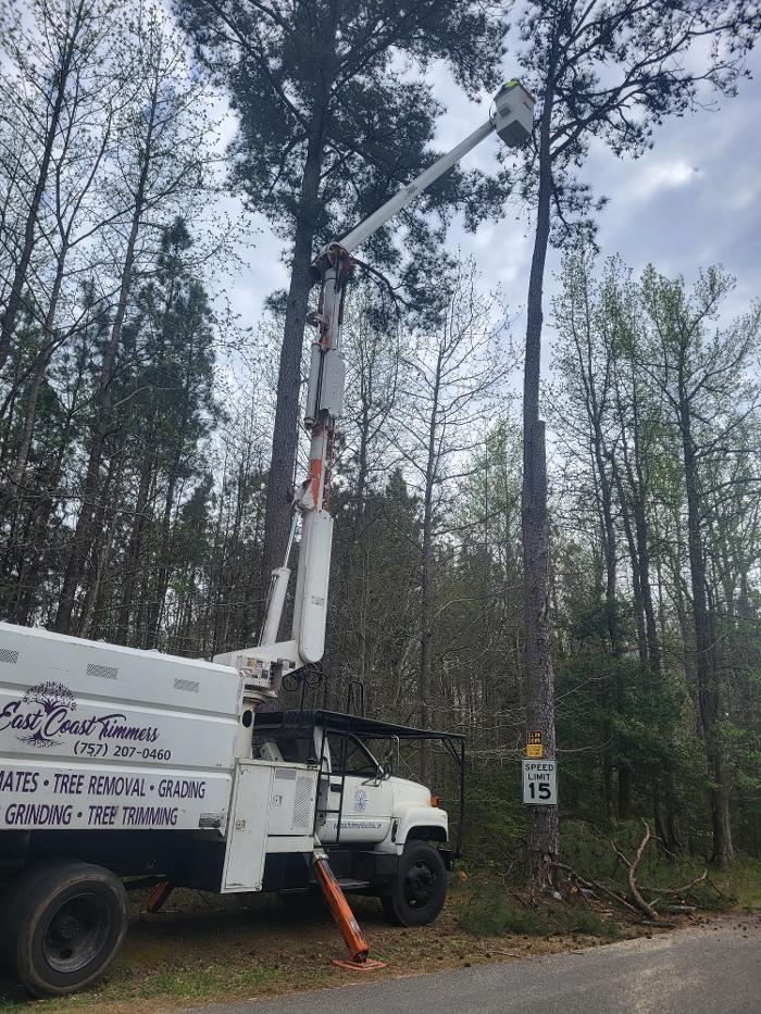 East Coast Trimmers Tree Service LLC Image