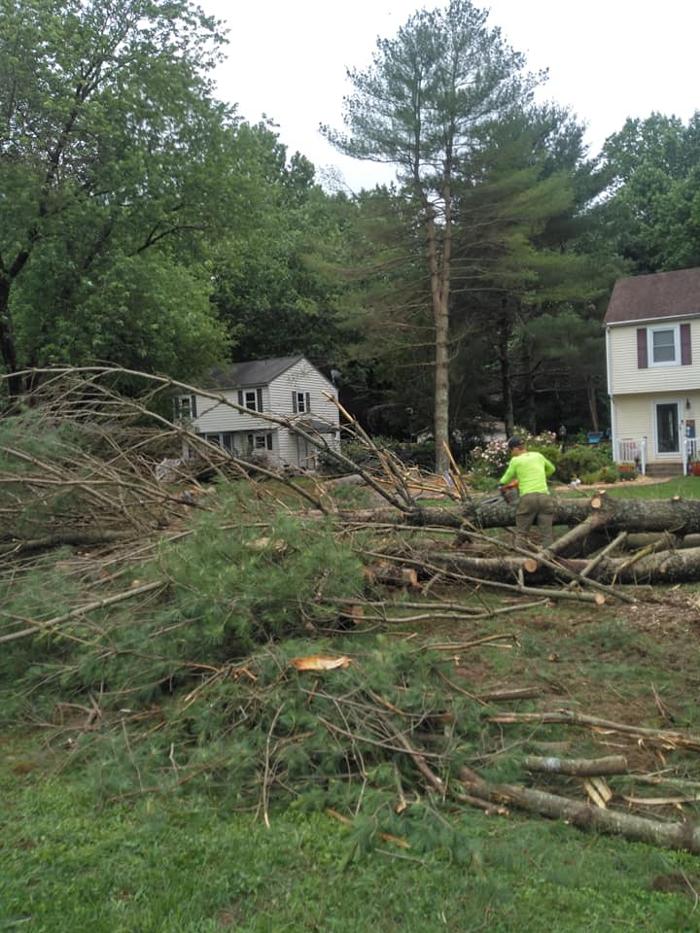 East Coast Trimmers Tree Service LLC Image