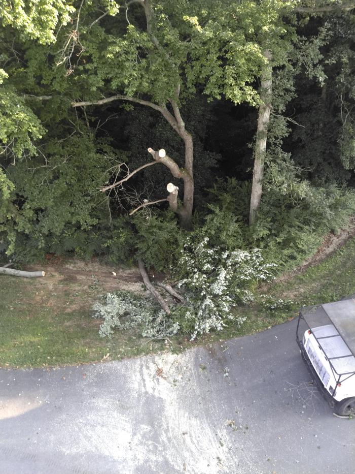East Coast Trimmers Tree Service LLC Image